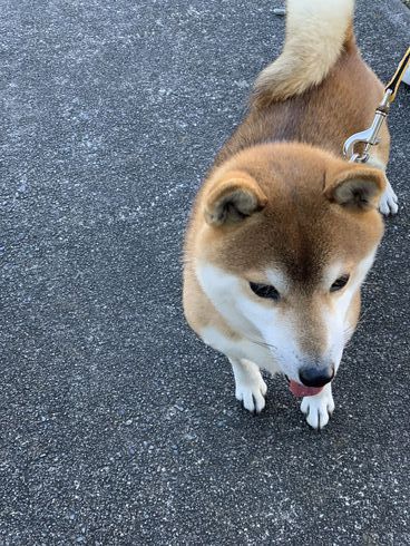 大和君が来てくれたよ。