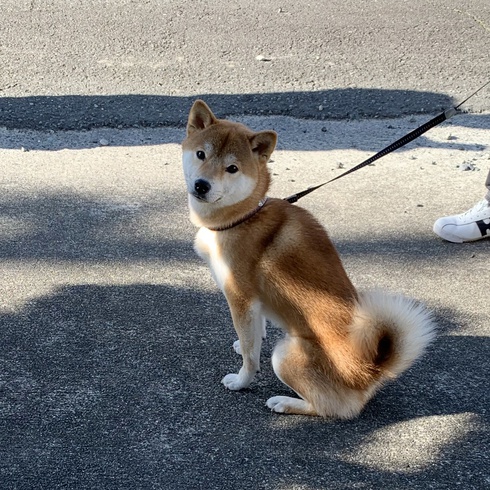 柴犬ころすけ君が来たよ