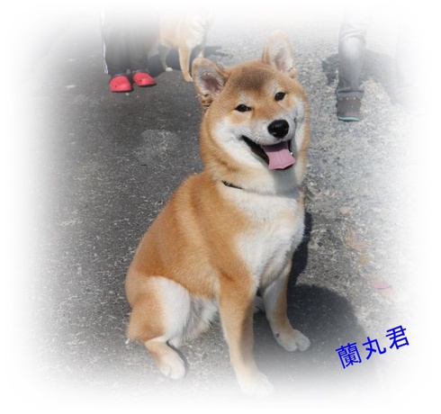 笑う柴犬たち