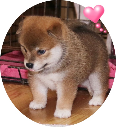 柴まる子ちゃん