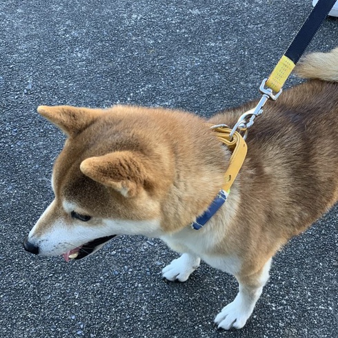 大和君が来てくれたよ。