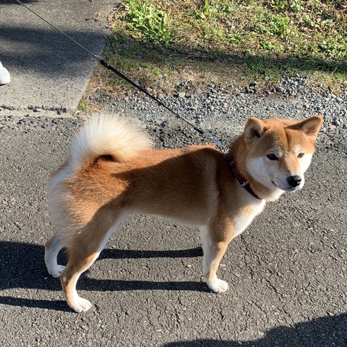 柴犬ころすけ君が来たよ
