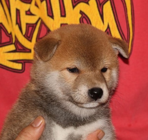 柴犬子犬の飼い主さん募集しています。