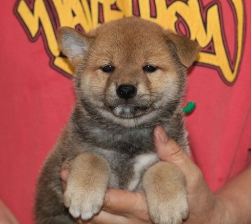 柴犬子犬の飼い主さん募集しています。