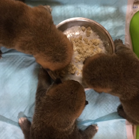 柴っこ達お食事中
