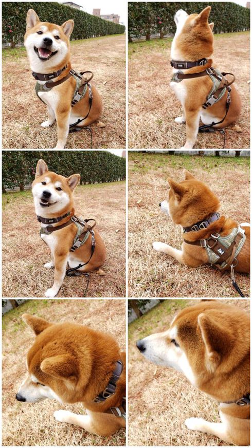 はしゃぎ疲れて柴犬ロク君大あくびッス