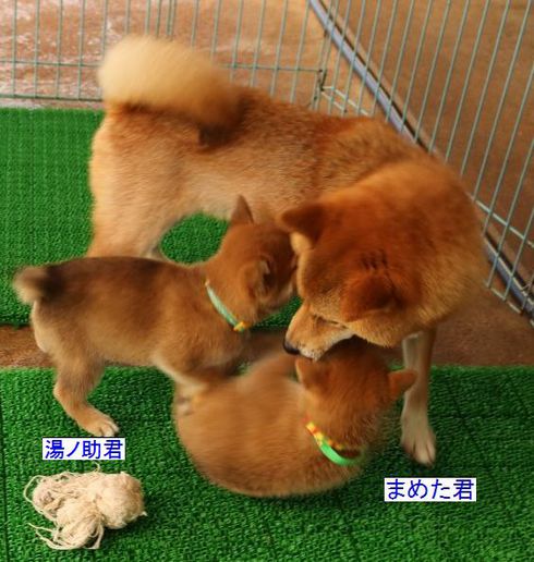 母犬を間違えた！１