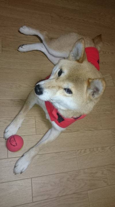 ボールがお気に入り