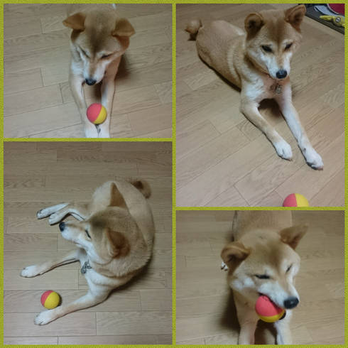 ボールがお気に入り