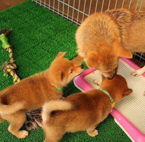 母犬を間違えた！１