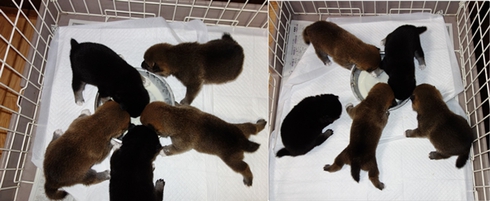 子犬の離乳食