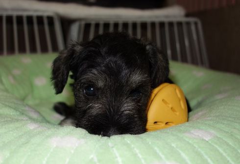 子犬の出産予定