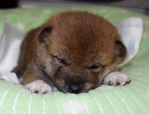 子犬の出産予定