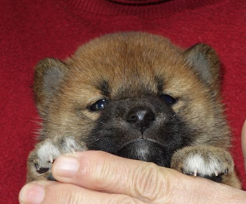 柴犬の子犬夢叶