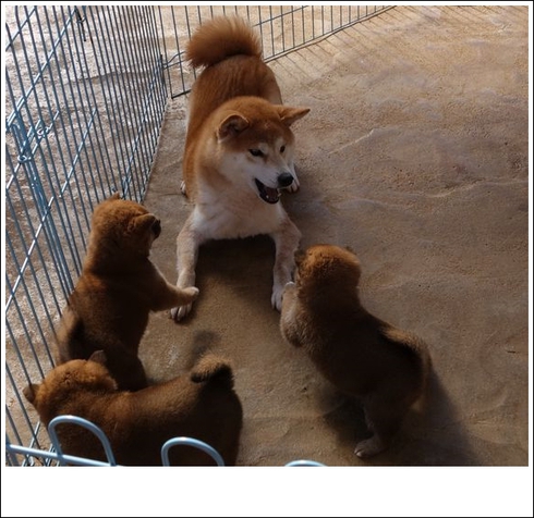 親子で遊んでる