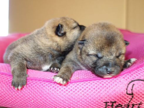 柴犬の子犬生まれています｡