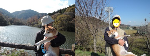 柴犬蓮君のお散歩・おさんぽ