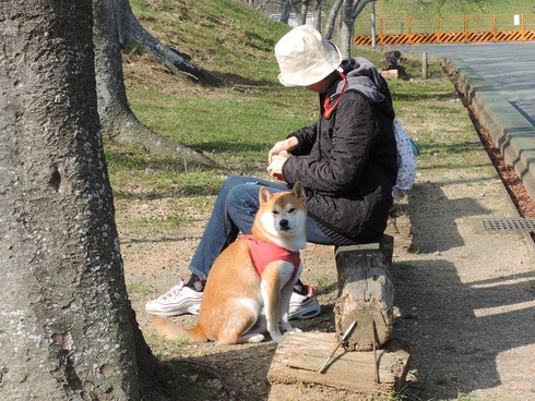 柴犬蓮君のお散歩・おさんぽ
