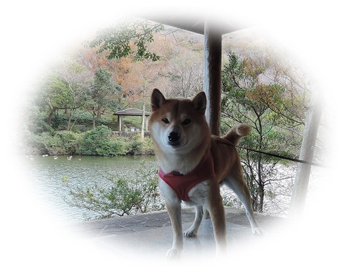 柴犬蓮君のお散歩・おさんぽ