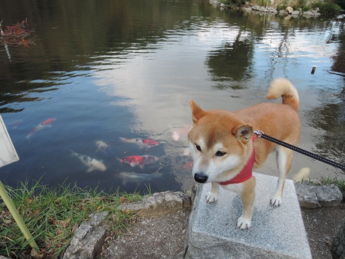 柴犬蓮君のお散歩・おさんぽ