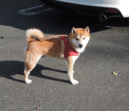 柴犬蓮君のお散歩・おさんぽ