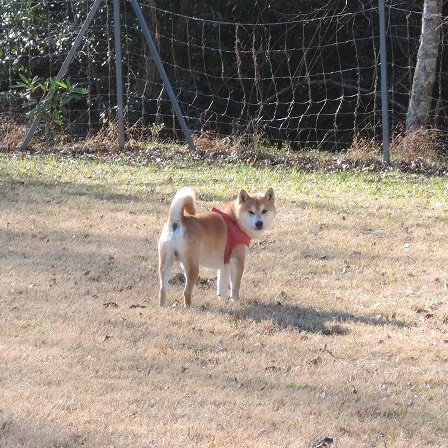 柴犬蓮君の正月散歩