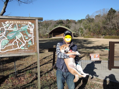 柴犬蓮君の正月散歩