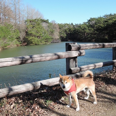 柴犬蓮君の正月散歩