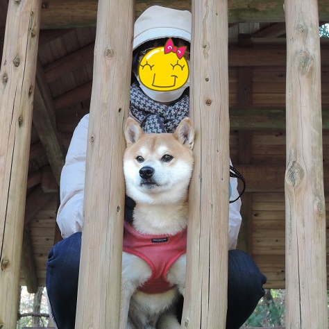 柴犬蓮君の正月散歩
