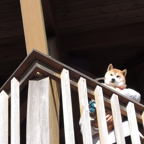 柴犬蓮君の正月散歩