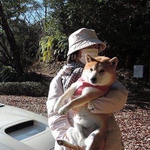 柴犬蓮君の正月散歩