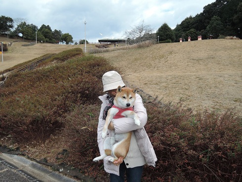 柴犬蓮君の正月散歩