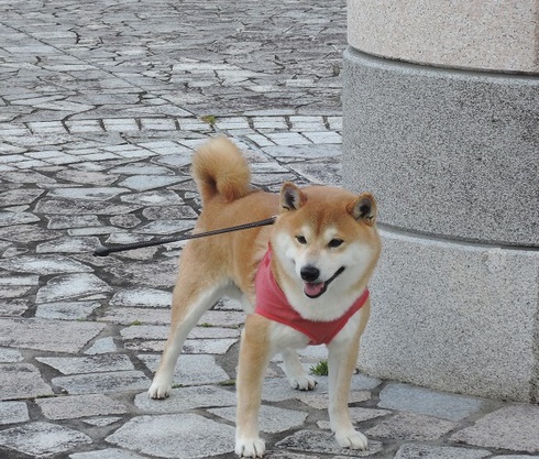 柴犬蓮君のお散歩・おさんぽ