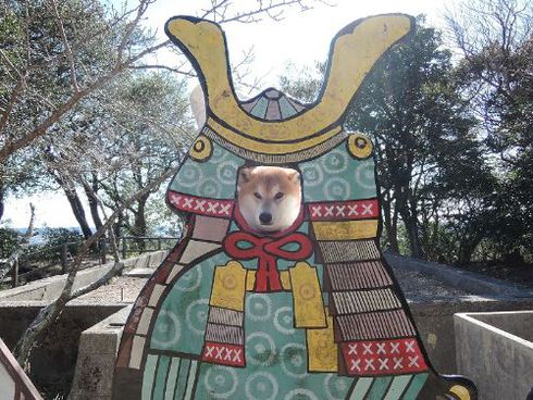 柴犬蓮君のお散歩・おさんぽ