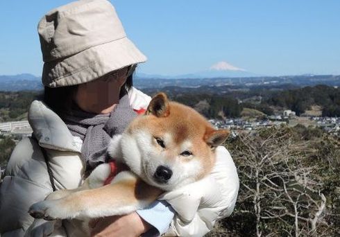 柴犬蓮君のお散歩・おさんぽ