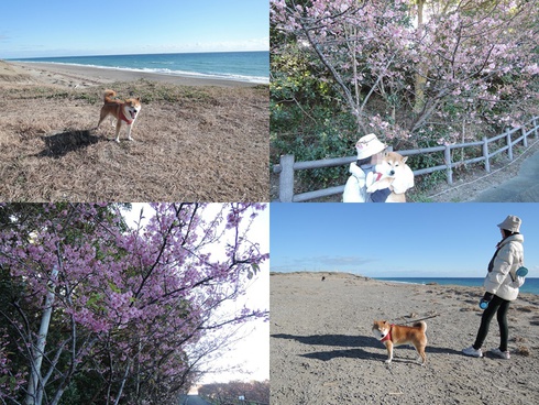 柴犬蓮君のお散歩・おさんぽ