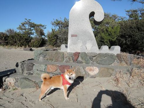 柴犬蓮君のお散歩・おさんぽ