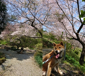 柴犬りく君と桜