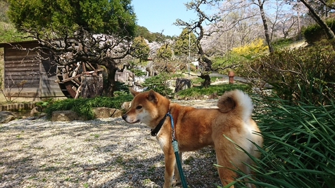 柴犬りく君と桜