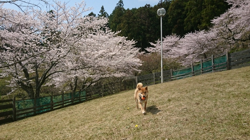 柴犬りく君と桜