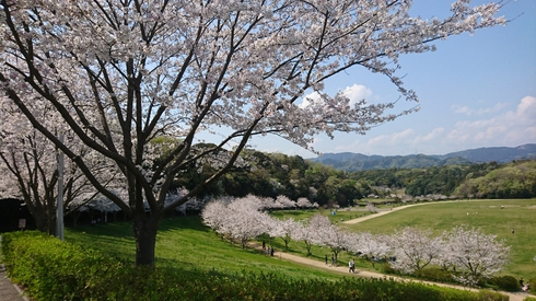 柴犬りく君と桜