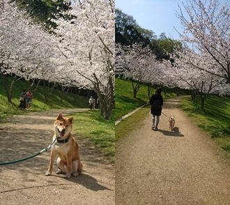 柴犬りく君と桜