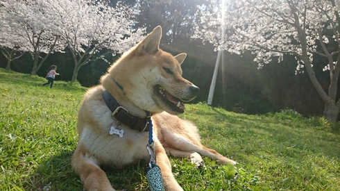 柴犬りく君と桜