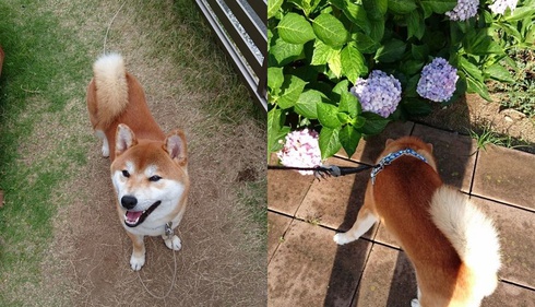 あじさいと柴犬