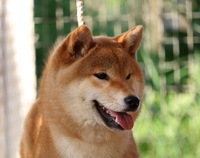 幼犬賞いただきました