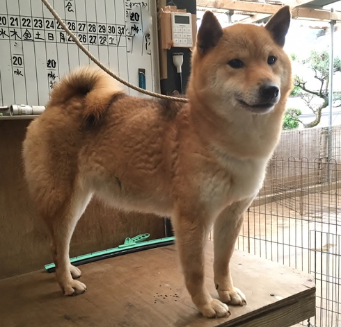 出来てます、万葉。