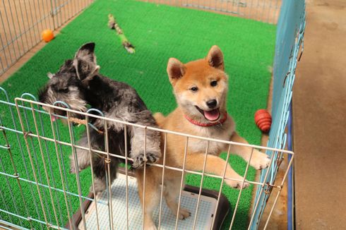 仲良く遊んでるよ。