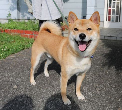 笑う柴犬たち