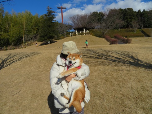 柴犬蓮君のお散歩・おさんぽ