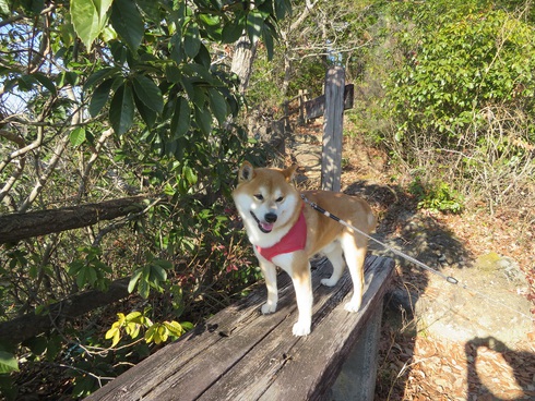 柴犬蓮君のお散歩・おさんぽ
